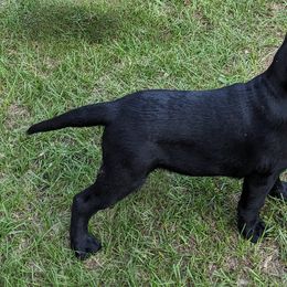 Labrador Retriever Puppies from Labradors Forever