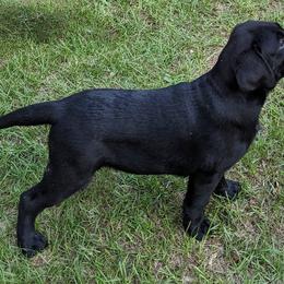 Labrador Retriever Puppies from Labradors Forever