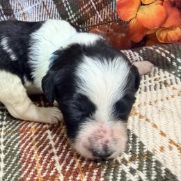 Girl 2 - female Bernedoodle puppy in Grandview, Texas from Big Sky Bernedoodles