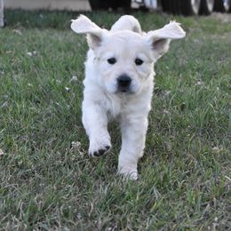 Golden Retriever Puppies from Lightning Oak Acres
