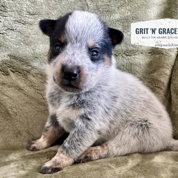 Titan - Blue speckled male Australian Cattle Dog puppy in Atwood, Kansas from Grit ‘n’ Grace Ranch