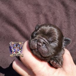 Boston Terrier and French Bulldog Puppies from Freedom Bostons