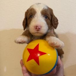 Buttercup - Caramel cream female Australian Labradoodle puppy in Orange, California from Little Kingdom Doodles