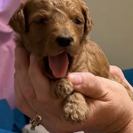 Hot pink - Red  female Goldendoodle puppy in Indianapolis, Indiana from ZuGolden Retrievers & Doodles