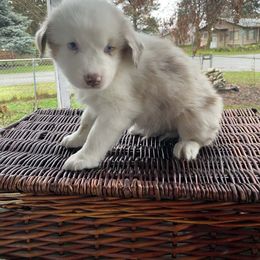 Hickory - Red merle male Miniature Australian Shepherd puppy in Oroville, Washington from High Mountain Aussies