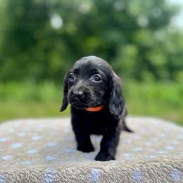 Hazel - Black female Dachshund puppy in Delano, Tennessee from Olive Branch Acres