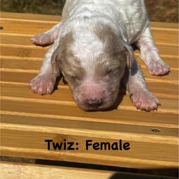 Twiz - Parti female Goldendoodle puppy in Baldwin, Georgia from Simmons F1b Goldendoodles