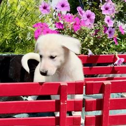 Avalon - White female German Shepherd puppy in Perkasie, Pennsylvania from Twila Ruth Herot