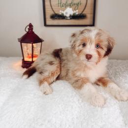 Aussiedoodle and Goldendoodle Puppies from Montana Raised Doodles