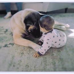 Akita All Grown Up from Komai Akitas