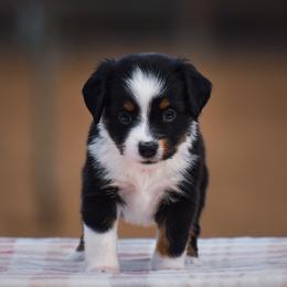 Clover - Black tri female Miniature American Shepherd puppy in Chocowinity, North Carolina from Foxtail Hollow