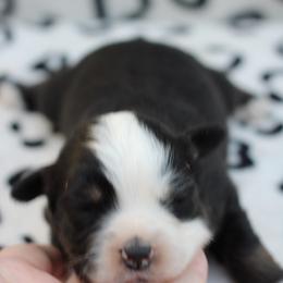 Female 2 - Black tri female Toy Australian Shepherd puppy in Newnan, Georgia from Baker's Down South Aussies