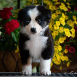 Miniature American Shepherd and Miniature Australian Shepherd Puppies from Ashland Miniature American Shepherds & Miniature Australian Shepherds