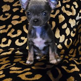 Tiny - Blue and tan female Chihuahua puppy in Amity, Pennsylvania from Baxters Chihuahuas