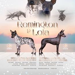 American Hairless Terriers and Great Danes from Lazuli Great Danes & Bare Necessities American Hairless Terriers