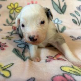 Shortbread - Blue merle male Miniature Australian Shepherd puppy in Ringgold, Louisiana from Barrett's Buddies