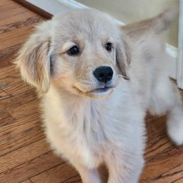Ruby - Golden female Golden Retriever puppy in Frederick, Maryland from Sugarloaf Golden Retrievers (Formerly Vixena Golden Retrievers)