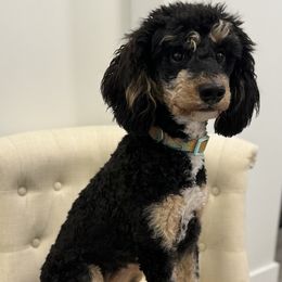 Bernedoodles, Goldendoodles, and Poodles from Anam Cara Pups