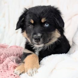 Girl 3 - Black tri-color Australian Shepherd puppy in Yakima, Washington from Naches Heights Ranch