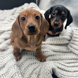 Dachshund Puppies from Golden Creek Farm