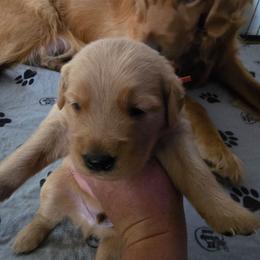 Zeke - Golden male Golden Retriever puppy in Oregon City, Oregon from Jack and Jody's Goldens