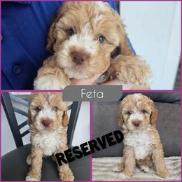 Feta - Golden female Cockapoo puppy in Zanesville, Ohio from Southtown Doodles LLC