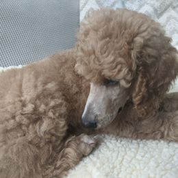 Poodle Puppies from Sundance's Poodles