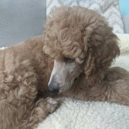 Poodle Puppies from Sundance's Poodles