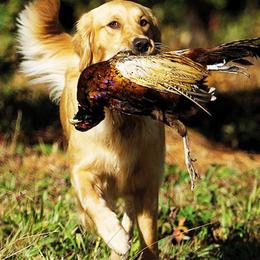 Golden Retrievers from Gaylan's Golden Retrievers