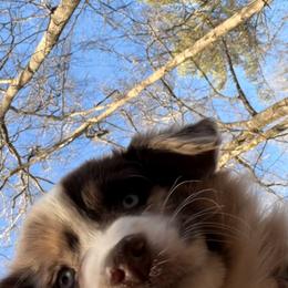 Australian Shepherd Puppies from Shaina’s Shepherds