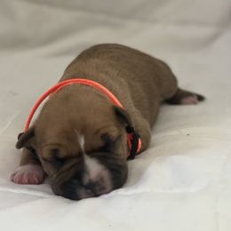 American Bully and American Staffordshire Terrier Puppies from American Dream Kennels