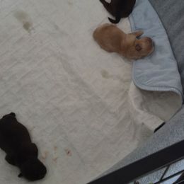 No name - Black male Shih Tzu puppy in Shinnston, West Virginia from Melissa's World of Shih Tzus