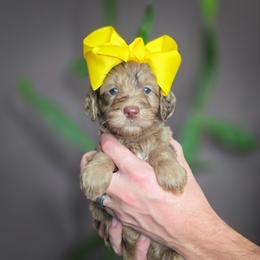 Lake - Merle female Double Doodle puppy in Cleveland, Tennessee from Edgewater Doodles & Designer Pups