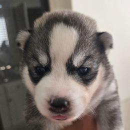Girl 3 PURPLE - Gray and white female Siberian Husky puppy in Canton, Georgia from Mayhemhuskies