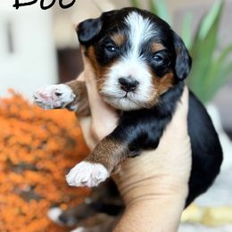 Doc - Tri-color male Bernedoodle puppy in Peoria, Arizona from Grand Canyon Bernedoodles