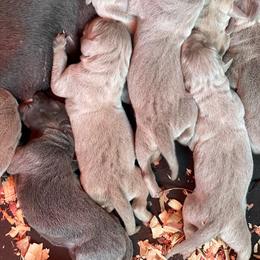 Jane - Silver gray female Weimaraner puppy in Granite Falls, North Carolina from Pups and Pastures- Weimaraners