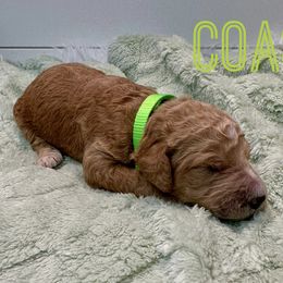 Aussiedoodle and Goldendoodle Puppies from Toledo Creek Doodles