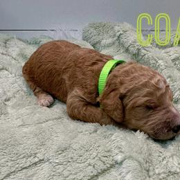 Aussiedoodle and Goldendoodle Puppies from Toledo Creek Doodles