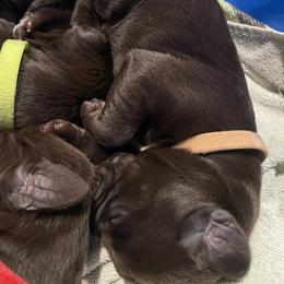 Pudelpointer Puppies from Saddle Creek Kennels