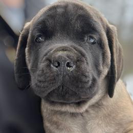 Girl 1 - Mastiff puppy in Frederic, Michigan from ACM Mastiffs