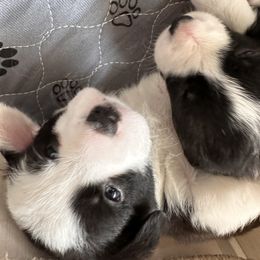 Cardigan Welsh Corgi Puppies from Smoky Tails Corgis