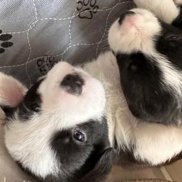Cardigan Welsh Corgi Puppies from Smoky Tails Corgis