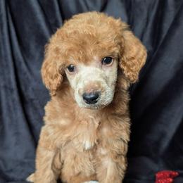 Freya - Red  female Poodle puppy in Magnolia, Texas from Celestial Jewels Poodles