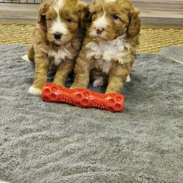 Australian Labradoodle Puppies from New Era Labradoodles