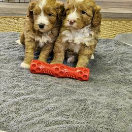 Australian Labradoodle Puppies from New Era Labradoodles