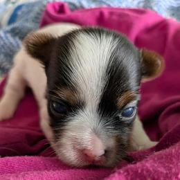 Maggie (Magnificent) - Parti female Yorkshire Terrier puppy in Gatesville, Texas from KontryKritterz Yorkies