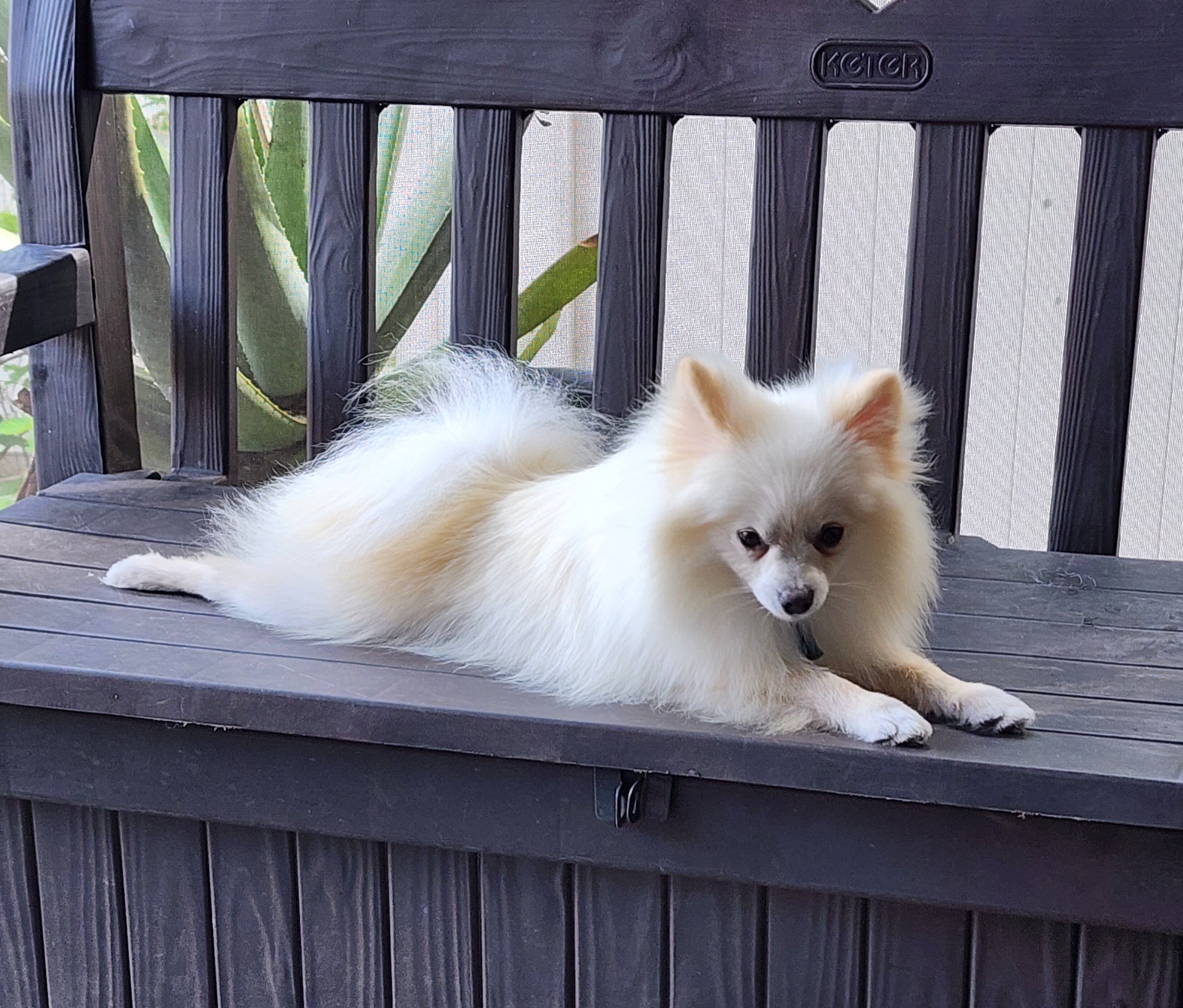 Pomeranians from Frizella's Mommy 2 Pom Poms