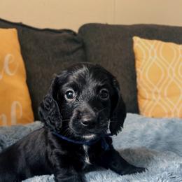 Shadow - Black male Dachshund puppy in Los Angeles, California from Mini Doxies R Us