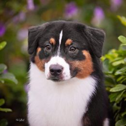 Penny - Australian Shepherd
