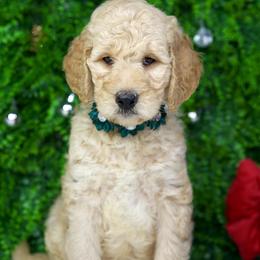 Robbin - Cream female Goldendoodle puppy in Brandon, Florida from Murphys Doodles